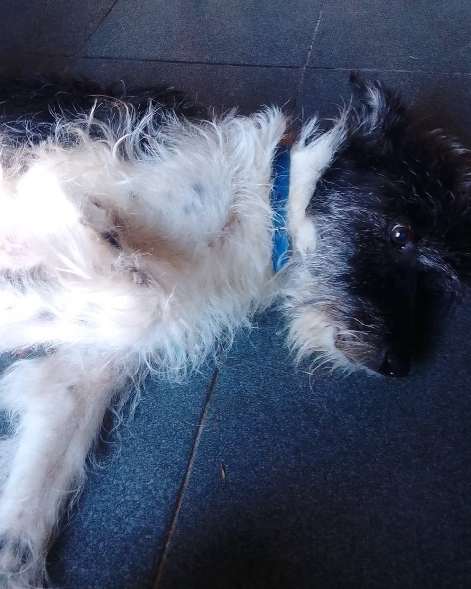 redbicheraoficialuruguay tweet media