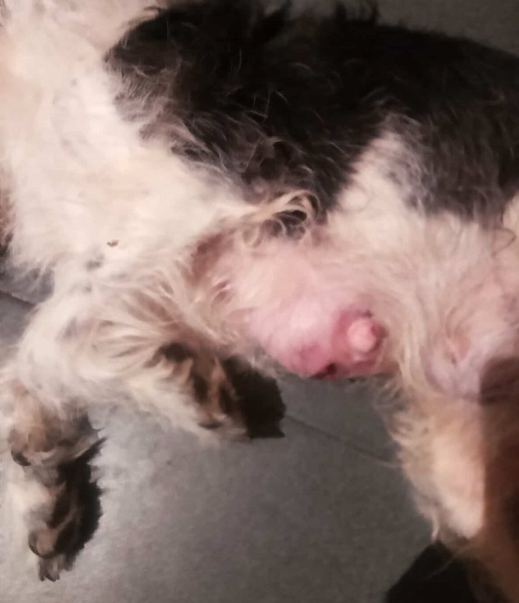 redbicheraoficialuruguay tweet media