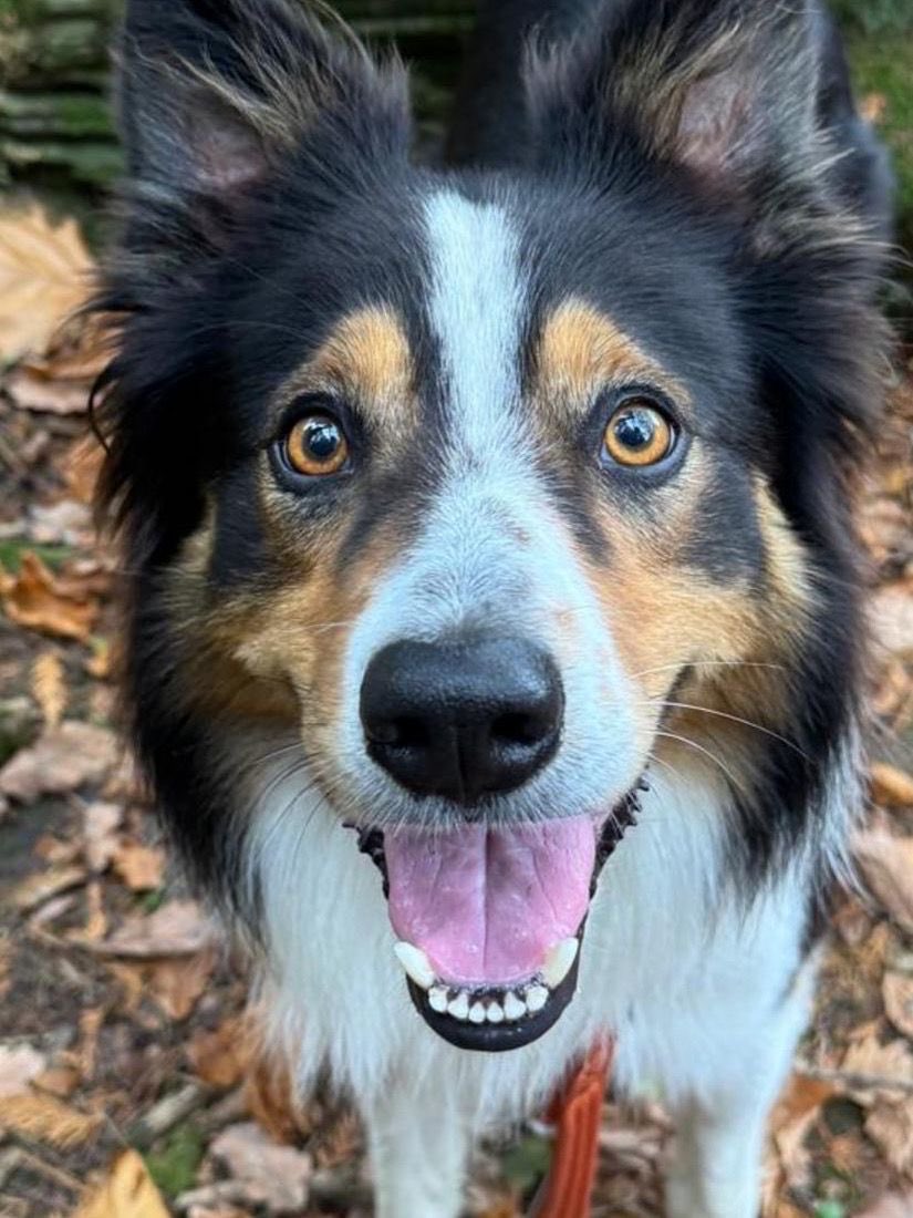 SianLMiles's tweet photo. Celebrating national love your pet day with Beau 🐶❤️ #Nationalloveyourpetday  #loveyourpetday https://t.co/hRgKGTtTaR