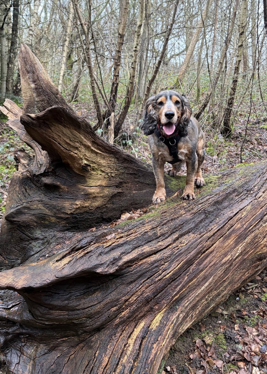 Reggie the Cocker 🐶 🐾👹 tweet media