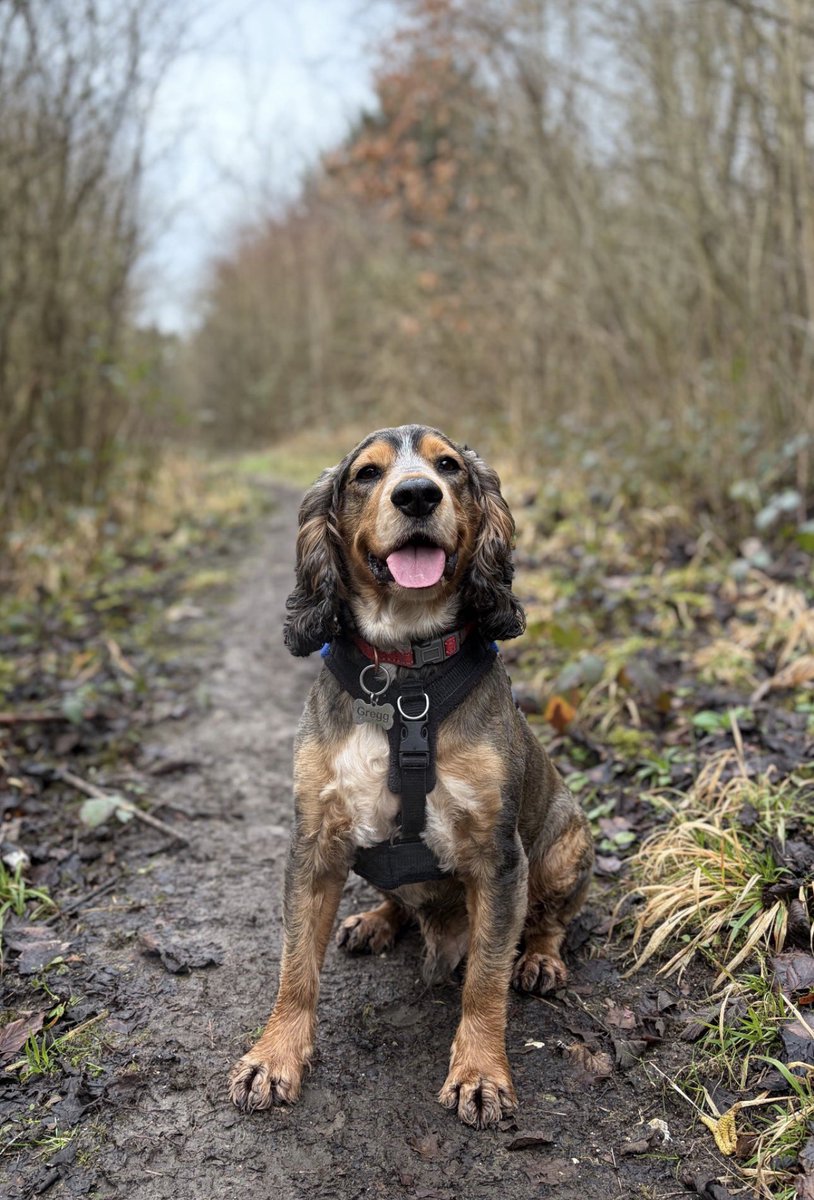 Reggie the Cocker 🐶 🐾👹 tweet media