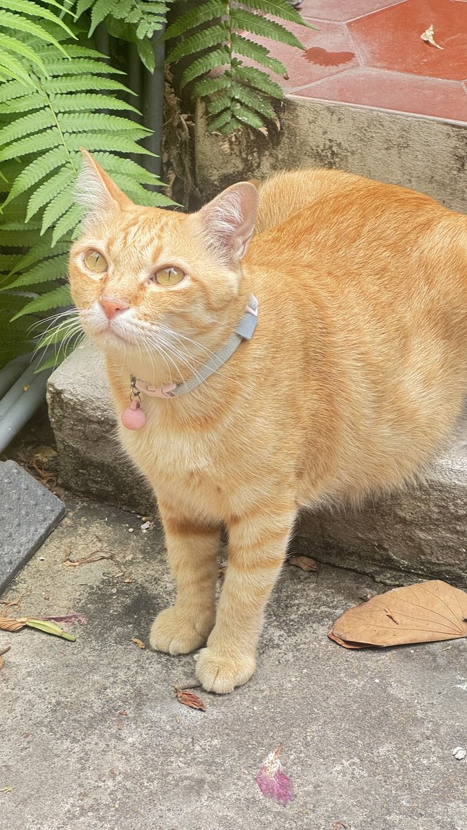 kaiinnnnn_'s tweet image. มีอีกตุว ตุวนี้ก็ท่านั่งแปลกๆค่ะ 5555 น้องชื่อบ้อบบี้ อยู่ร้านกาแฟ พบหน้า สีลม ใครไปสวนลุมแวะไปเดินเล่น จิบกาแฟได้นะคะ บ้อบบี้นอนอยู่ตรงนั้น เราแวะไปเล่นทุกวัน5555 🫶🏻