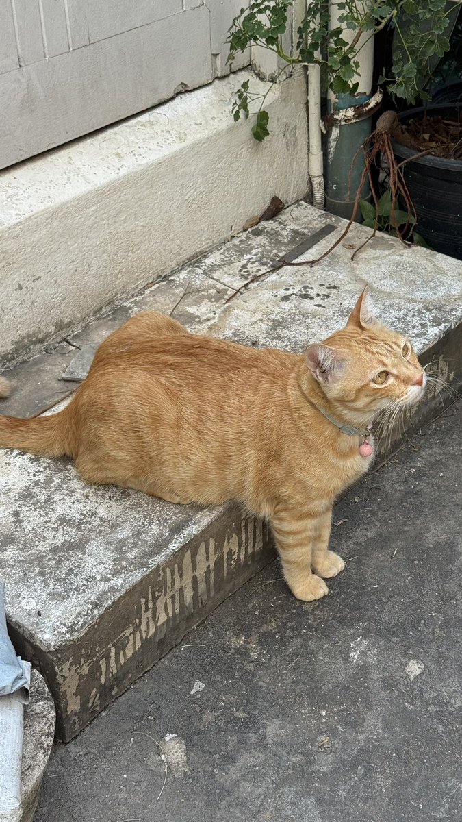 kaiinnnnn_'s tweet image. มีอีกตุว ตุวนี้ก็ท่านั่งแปลกๆค่ะ 5555 น้องชื่อบ้อบบี้ อยู่ร้านกาแฟ พบหน้า สีลม ใครไปสวนลุมแวะไปเดินเล่น จิบกาแฟได้นะคะ บ้อบบี้นอนอยู่ตรงนั้น เราแวะไปเล่นทุกวัน5555 🫶🏻