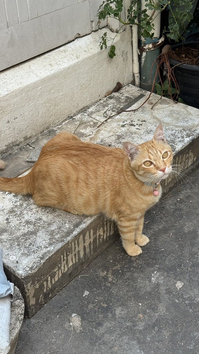 kaiinnnnn_'s tweet image. มีอีกตุว ตุวนี้ก็ท่านั่งแปลกๆค่ะ 5555 น้องชื่อบ้อบบี้ อยู่ร้านกาแฟ พบหน้า สีลม ใครไปสวนลุมแวะไปเดินเล่น จิบกาแฟได้นะคะ บ้อบบี้นอนอยู่ตรงนั้น เราแวะไปเล่นทุกวัน5555 🫶🏻