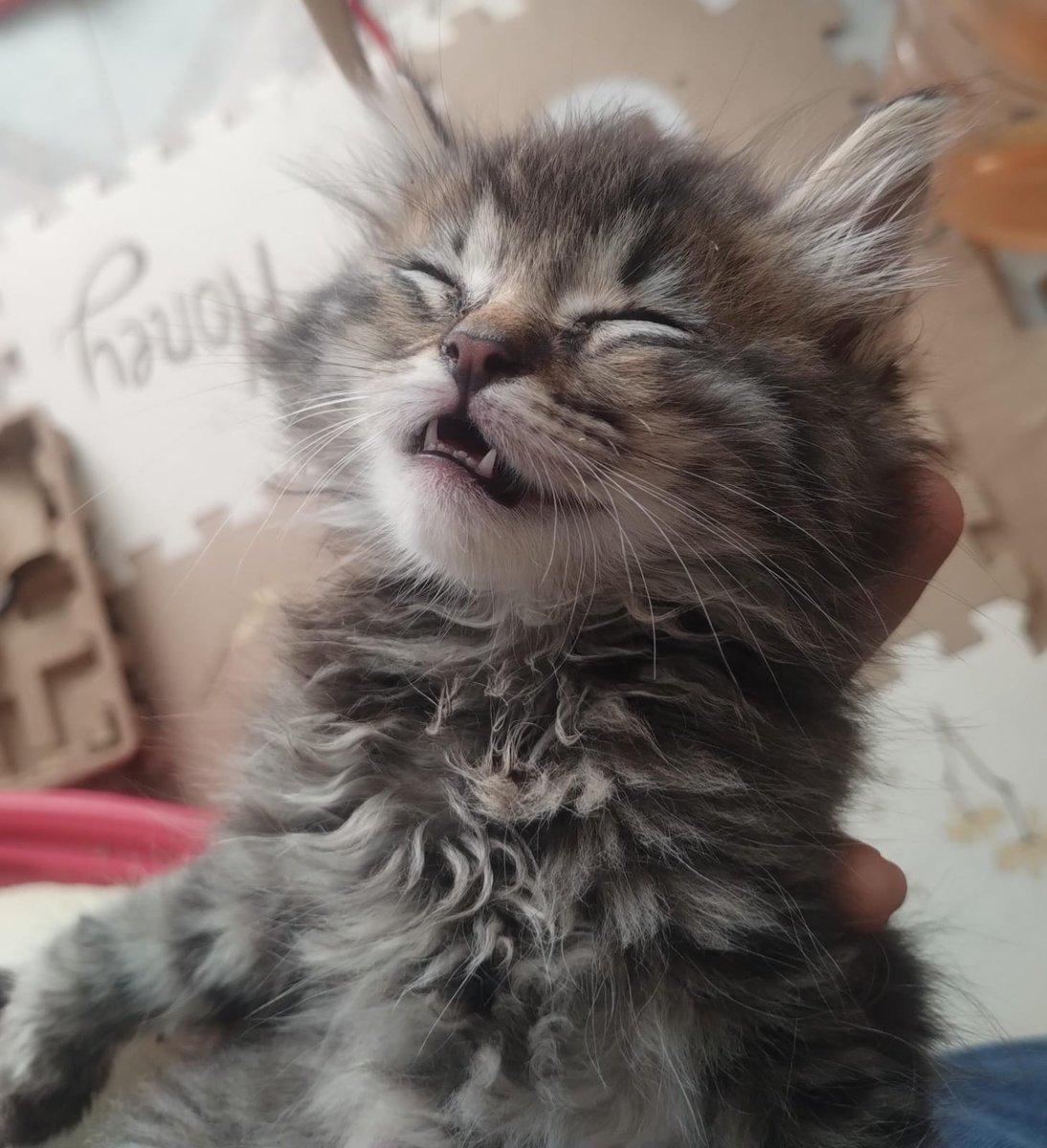 Jesshb7's tweet photo. @marthadebayle @Rebmangas Pascal, dulce y pantera 🥰 https://t.co/mvFyWjz9ru