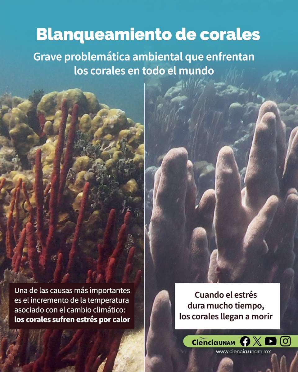 Ciencia_UNAM's tweet image. #AmbienteyNaturaleza | ¿Cómo se distingue un #coral sano de uno enfermo?
En este artículo te contamos sobre el blanqueamiento de corales, una problemática ambiental muy grave. cutt.ly/Btk3lLiV