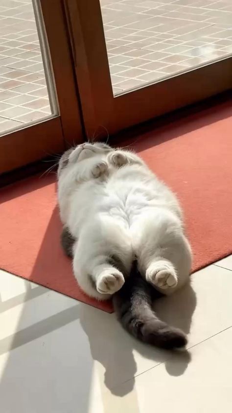 Cats all the way (@nekocatts) on Twitter photo 