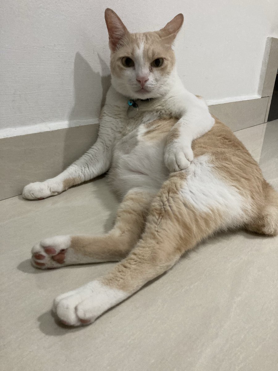 W-wait… am I being suspected, meow?😳😧🫣