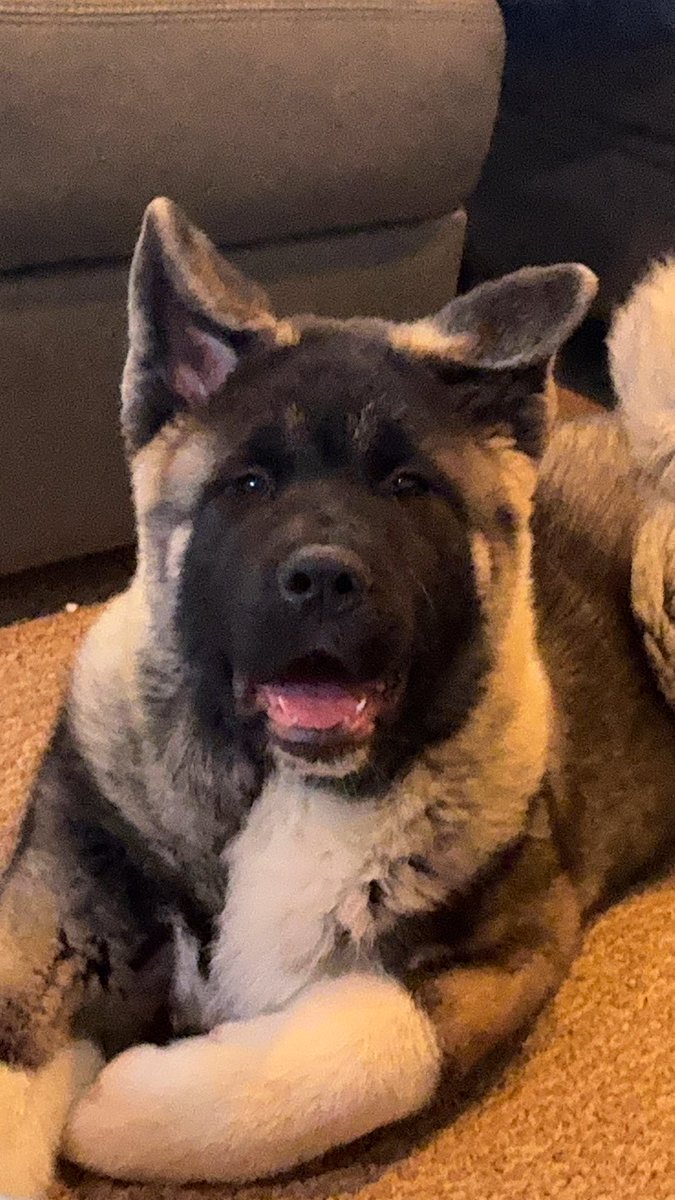 gregory_nancy's tweet photo. @BillieJeanKing Our 16 week old Akita puppy Makoto! https://t.co/7ToVzHh221