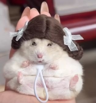 hamjin bot (@hamjinbot) on Twitter photo 