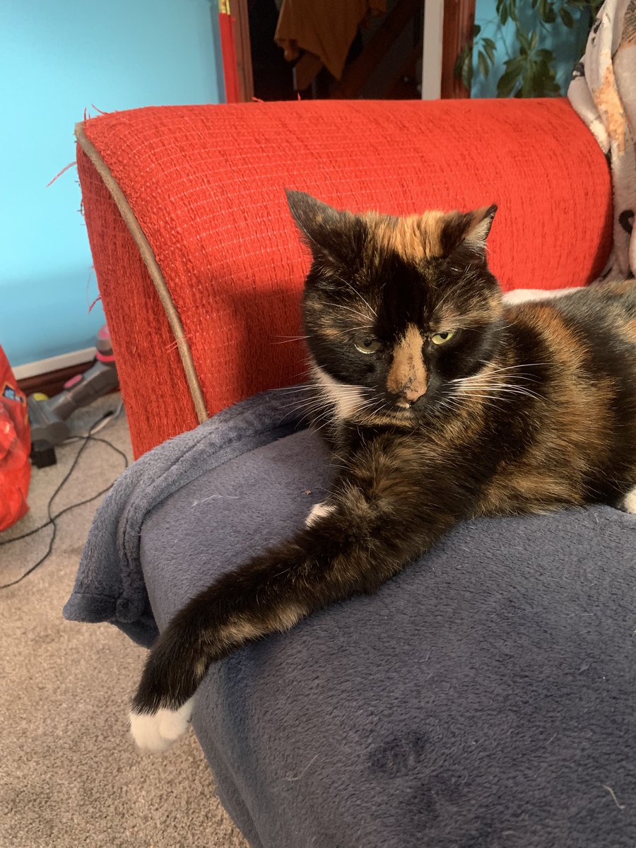 turtle the cat 🐢 tweet media