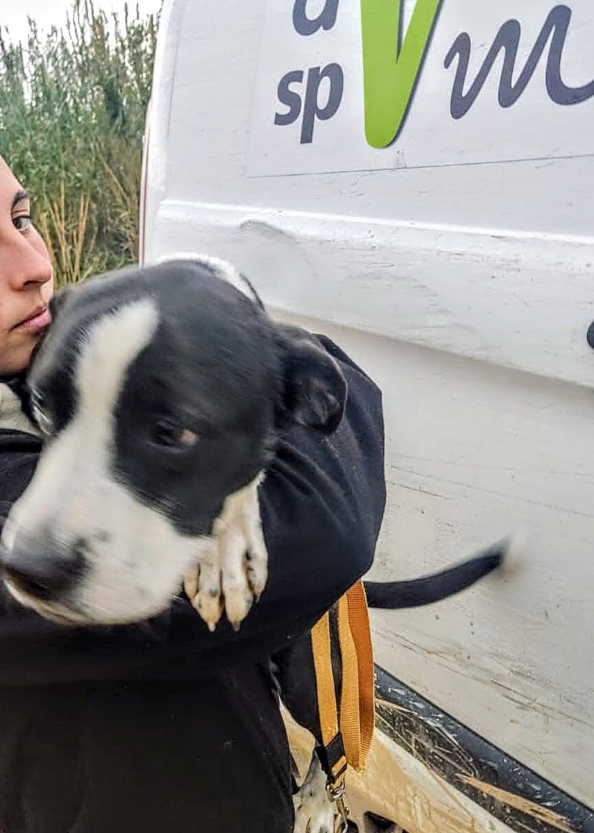🆘 🆘¡¡ATENCIÓN!!🆘 🆘
Recogidos tres perros en la calle Galicia #Mataró.
Se encuentran en Societat Protectora d'Animals de Mataró (SPAM).
Se busca a su familia.
Si los conoces, ponte en contacto.
📞 93 756 60 66
Máxima difusión.
📣 📣 📣
#XarxaBarcelonaTrobats 
#FemXarxa