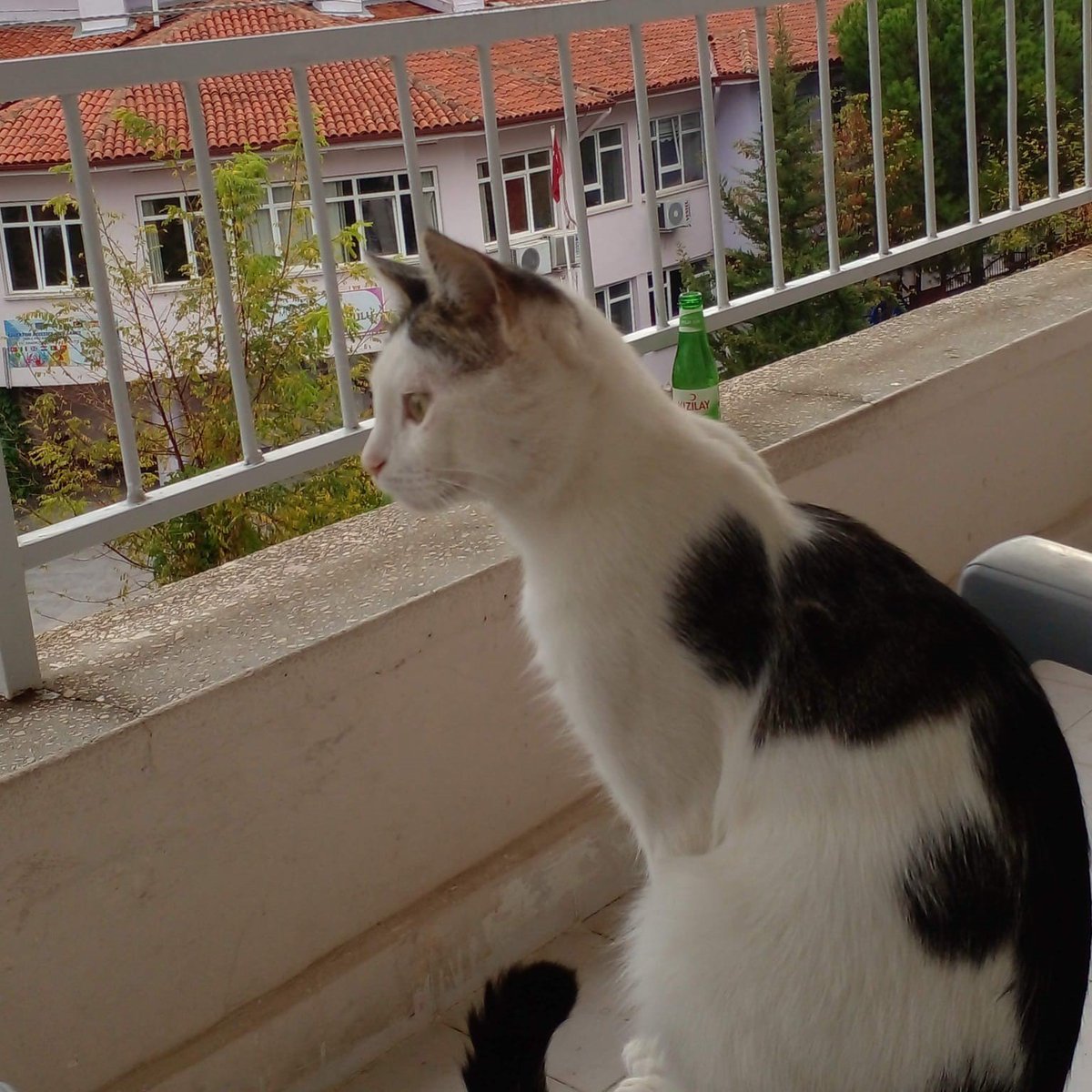 Afyonkarahisar'da kedisini kaybeden Muğlalı Hasan Kaya, 8 aydır binlerce kilometre yol yaparak kedisini arıyor.

 "Bulana 10 bin TL ödül vereceğim. Türkiye'de hemen her yere kar yağdı, inşallah soğuktan ölmemiştir

Çalılıklar arasında iple bağlanmış çaresizdi. Bu acımasızlığı