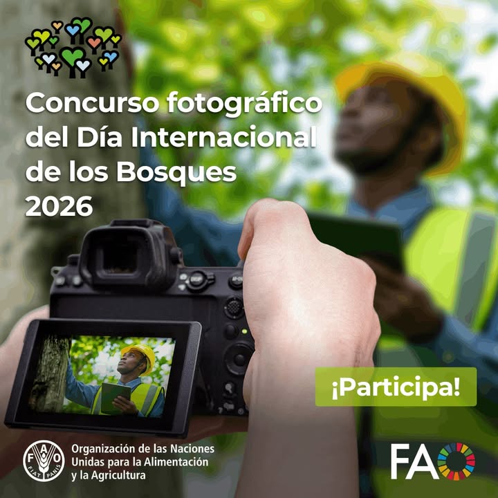 FAOenEspanol's tweet photo. 🌳📸¡Participa en el concurso de fotografía del #DíaInternacionalDeLosBosques 2026 y muestra cómo los bosques impulsan las economías en todo el mundo!

🏆 7 ganadores
🖼️ Las fotos se exhibirán en la sede de la FAO
🗓️ Plazo abierto hasta el 8 de marzo

👉 https://t.co/AFs4sgLhvP https://t.co/XsB0bGSHwK