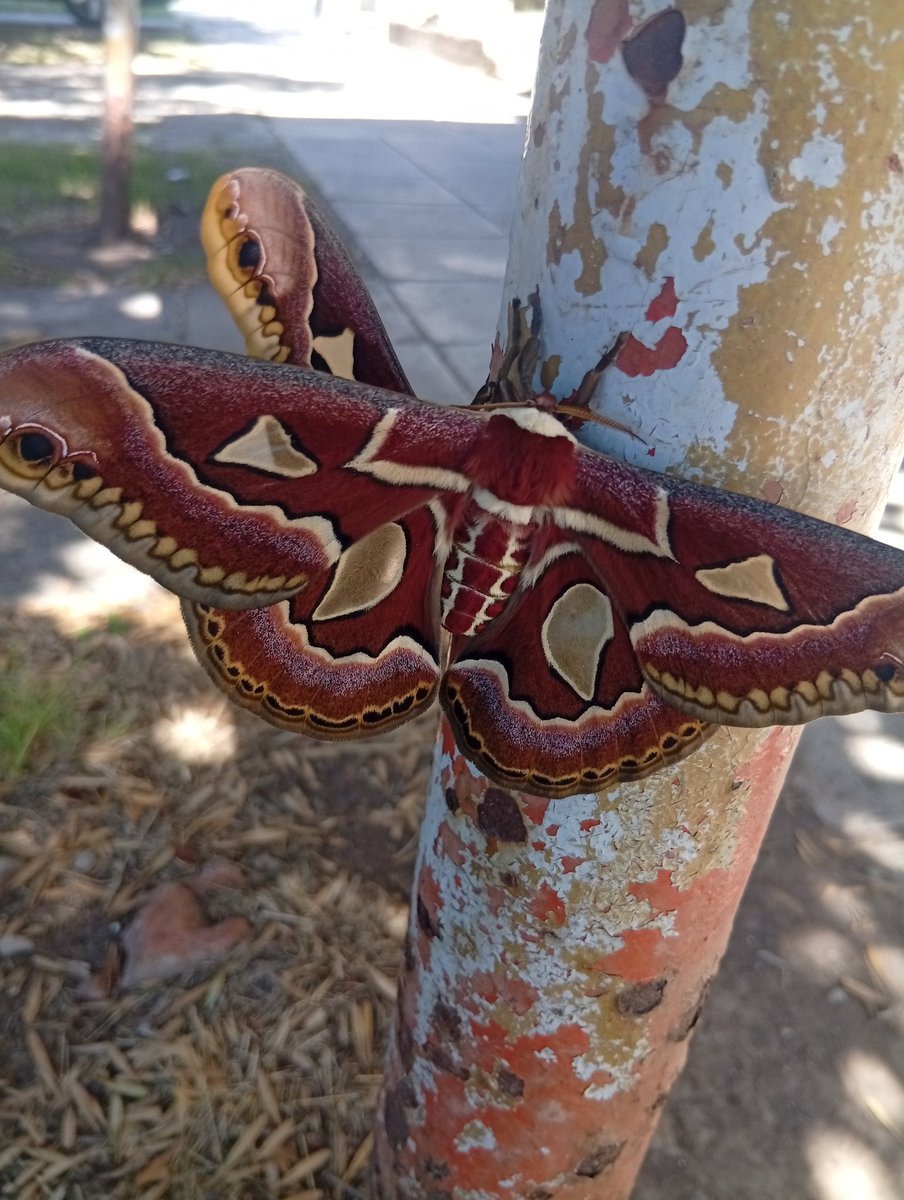 Hoy al salir del Gym ví estás 2 mariposas
Nunca ví una mariposa tan grande y de ese color