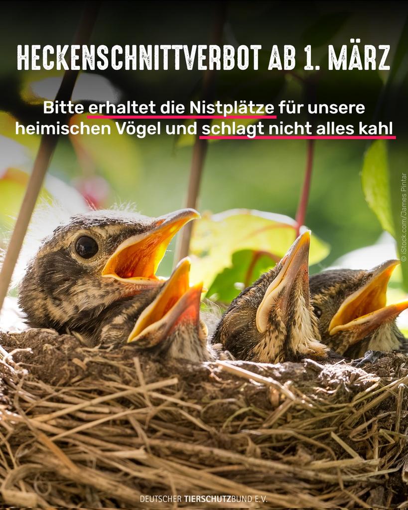 Bald geht dieses Hirnlose Gemetzel mit Freischneider usw wieder los 🤮🤮🤮🤮
😡