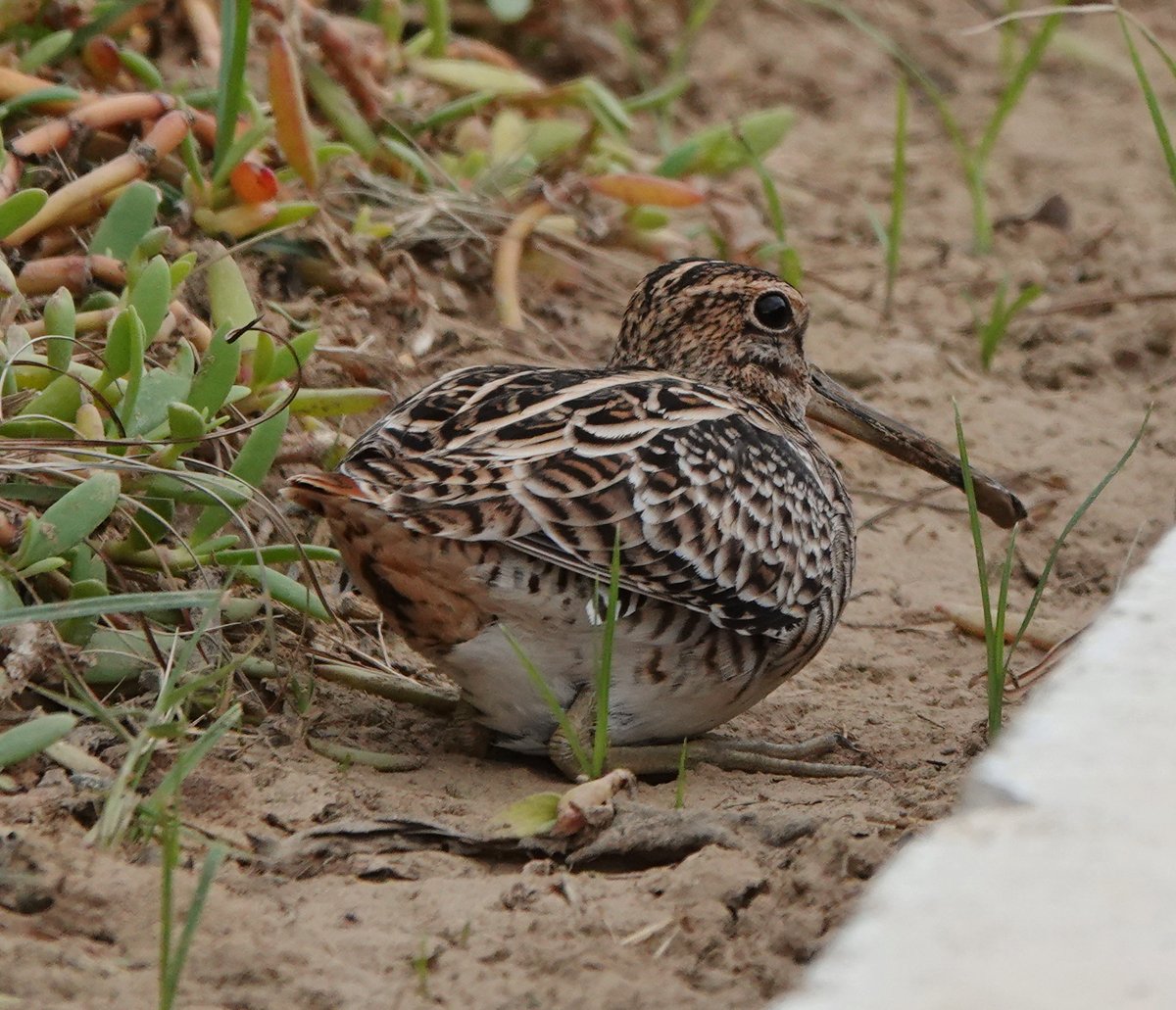 Long Nab Birder tweet media