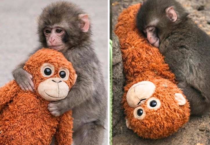 Vuelven a agredir al mono viral ‘Punch’ en el Zoológico de Ichikawa dlvr.it/TR4MwR