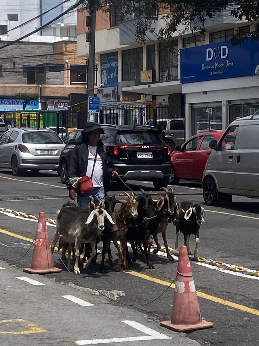La situación de la Fauna Urbana es preocupante en todos los cantones, ¿qué va a ocurrir cuando disminuya la asignación presupuestaria para gasto corriente? La soga se va a romper por el lado mas delgado. 
#NoLeyGAD #NoLeyGAD