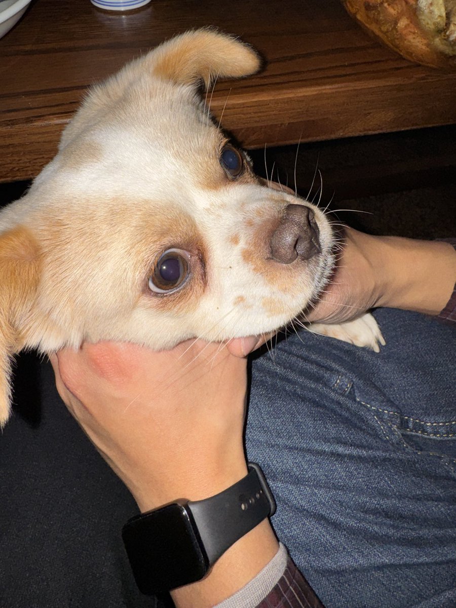 my cousin does this with this dog