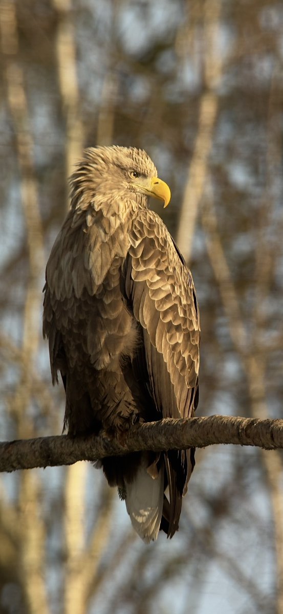 PaulHdigiman's tweet image. Adult White Tailed Eagle in Estonia 🇪🇪 #phonescoping #kowascoping #iphone15promax #digiscoping @KowaOptics