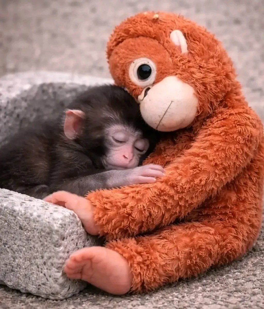 ebrygt's tweet image. Punch'a pinçik olduk 😪😪😪
#PUNCH #monkeyspp #panç