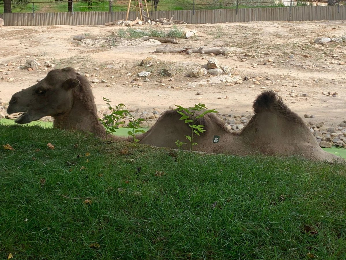 1/3 🐪 Did you know camels and tapirs are part of a secret society?

It's called the "Large Mammals Club".

Their motto? "We're big, we're hairy, get used to it!"

#AnimalHumor

🧵 1/3