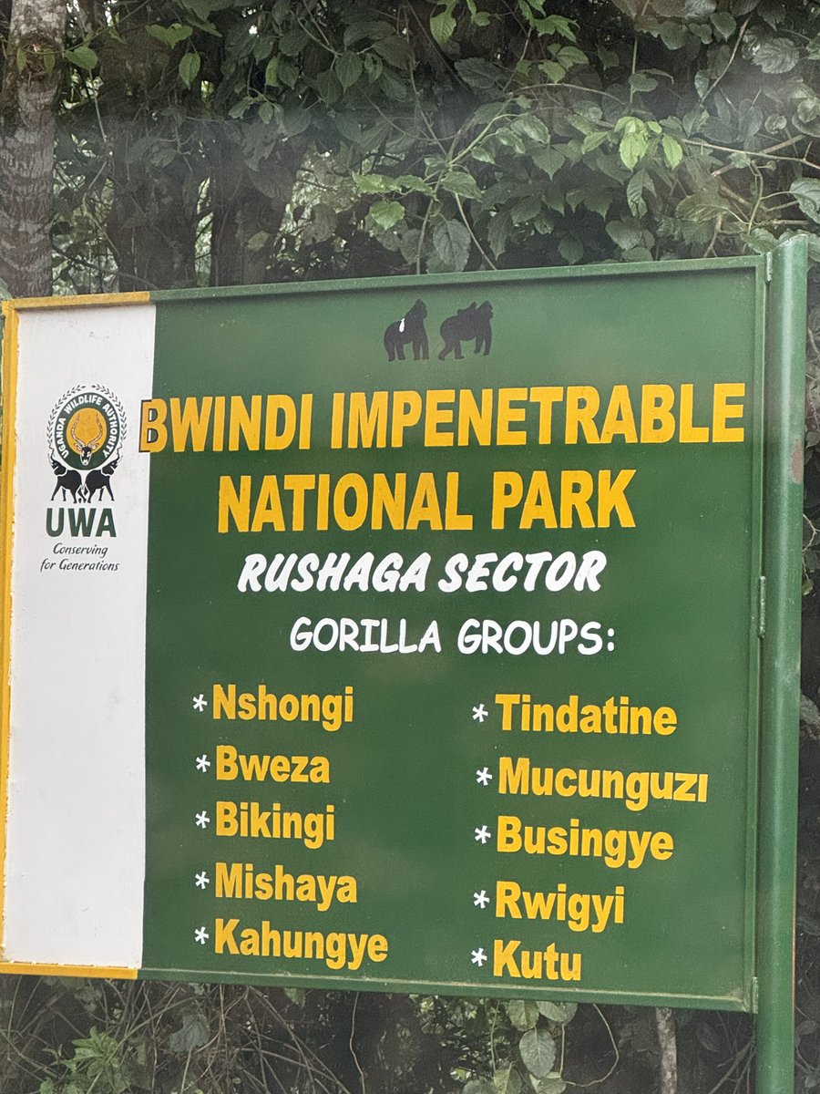 taffies_safaris's tweet image. The excitement after graduating from gorilla trekking in Bwindi Impenetrable Forest, Rushaga sector, with the remarkable Nshanjale family is truly overwhelming. 🦍 From the challenging hike through thick forest to the magical moment of locking eyes with a silverback, every second