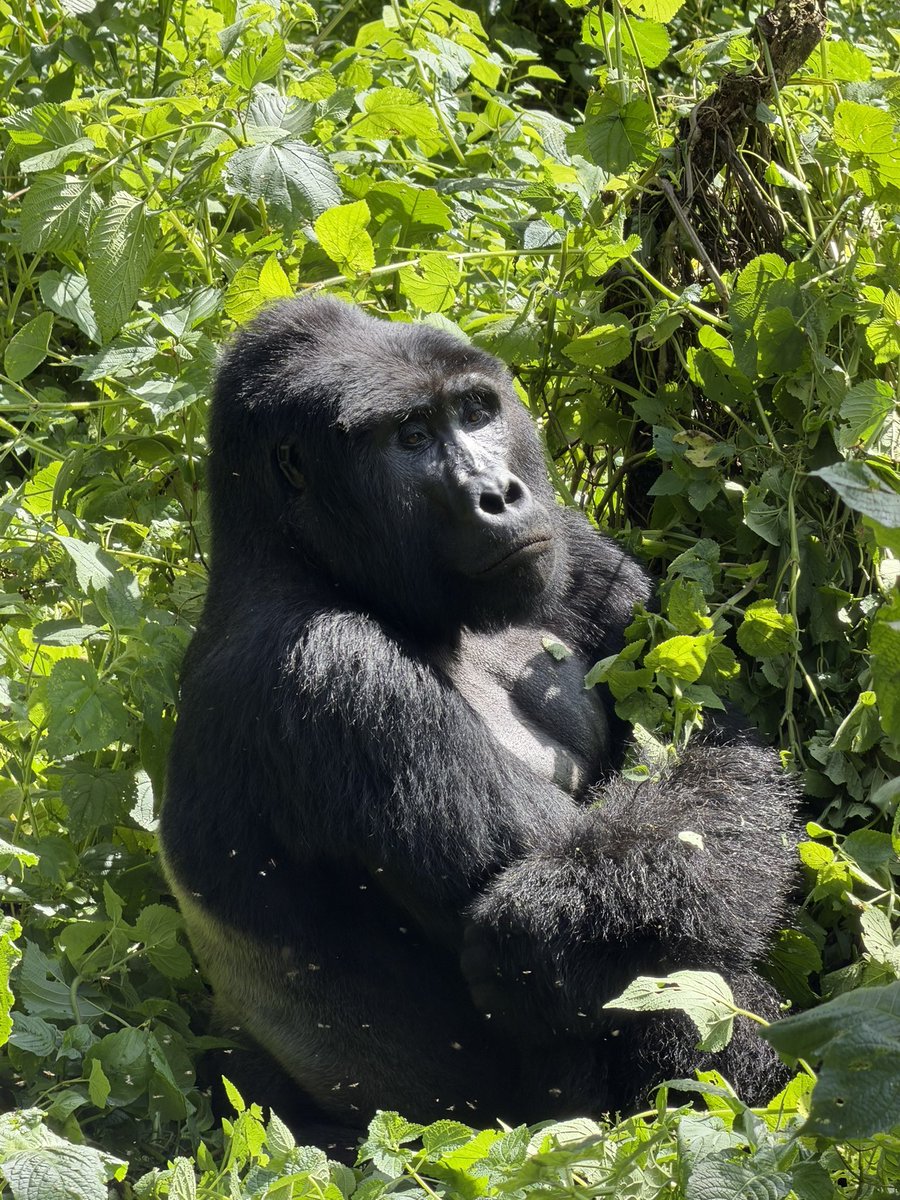 taffies_safaris's tweet image. The excitement after graduating from gorilla trekking in Bwindi Impenetrable Forest, Rushaga sector, with the remarkable Nshanjale family is truly overwhelming. 🦍 From the challenging hike through thick forest to the magical moment of locking eyes with a silverback, every second