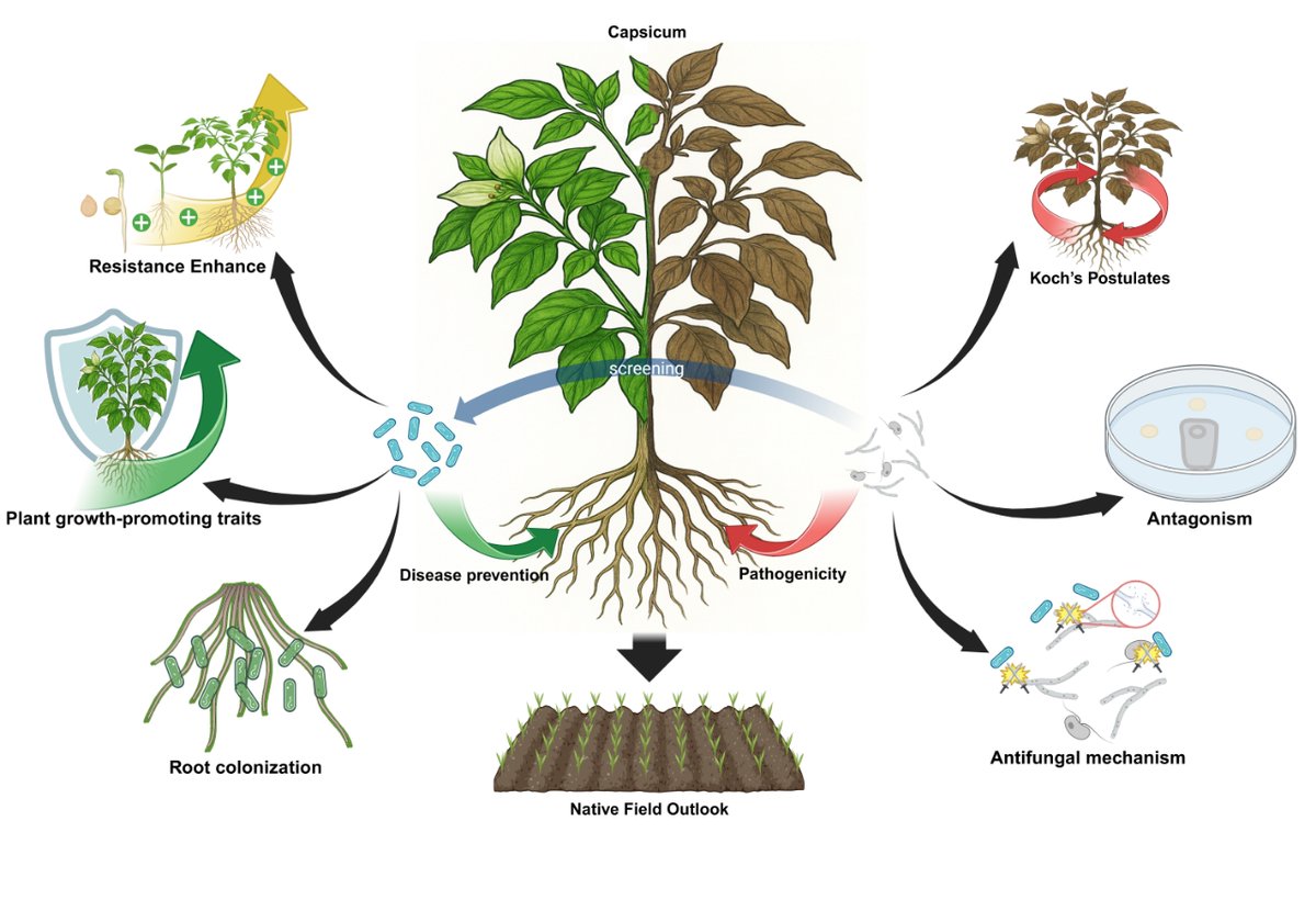 Plants_MDPI's tweet image. 🌶️ Dual-function biocontrol in pepper.

Serratia plymuthica MM suppresses Phytophthora capsici (up to 88% inhibition) and enhances growth via N fixation, P solubilization &amp;amp; IAA production.

🔎 Read more: brnw.ch/21x07U3

#Biocontrol #Pepper #PlantHealth
