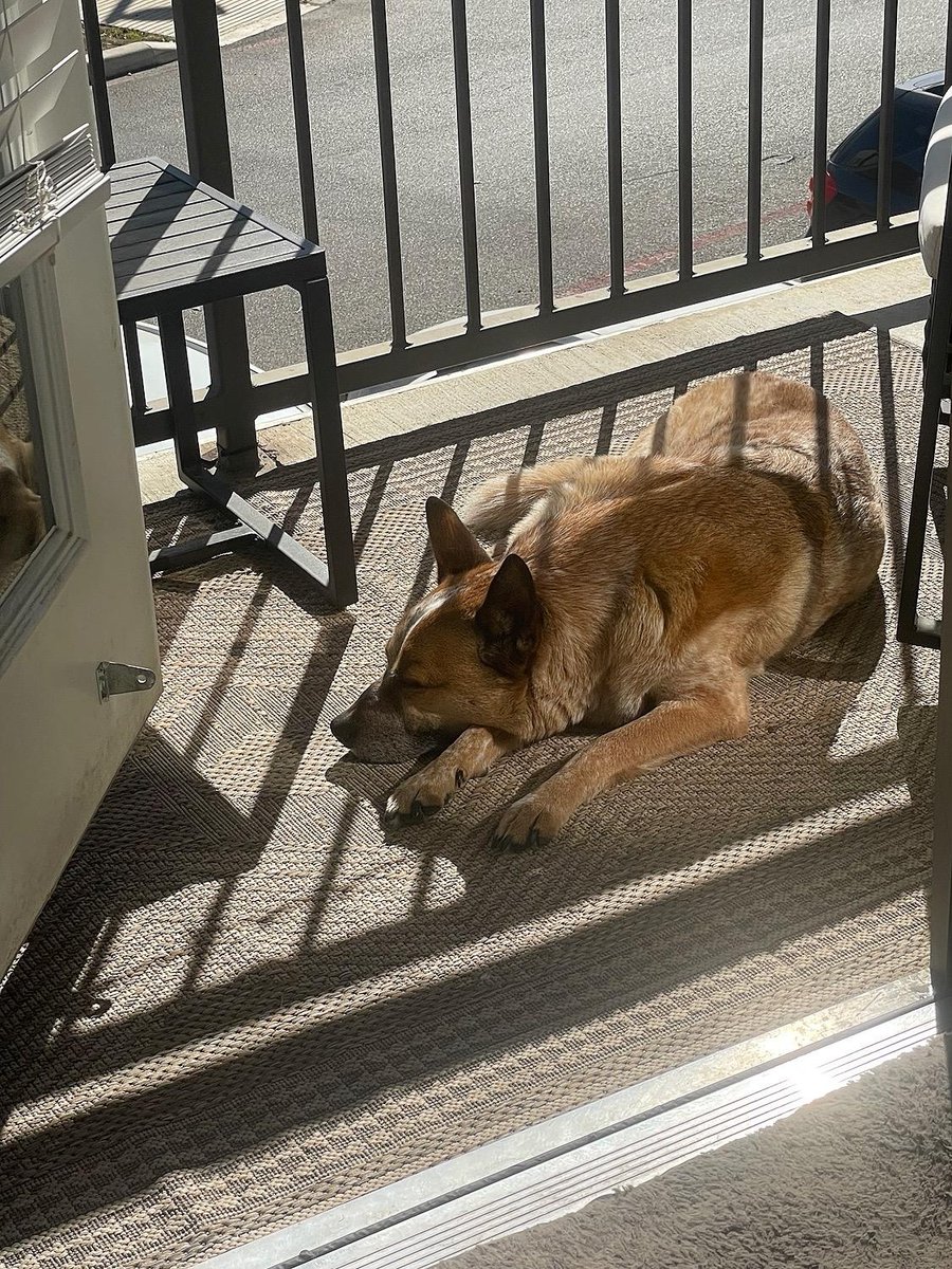 TradehouseatBul's tweet photo. Balcony sessions powered by Tradehouse and vitamin D βοΈπΎ
.
.
.
#TradehouseBulverde #BulverdeRD #SATX #BulverdeMarketplace #SAApartments #SYNCresidential #RedlandRD #ResidentEvent #SATXApts #TradehouseBulverdeMarketplace #NEISD #LocalSA https://t.co/hNlXAoLd47