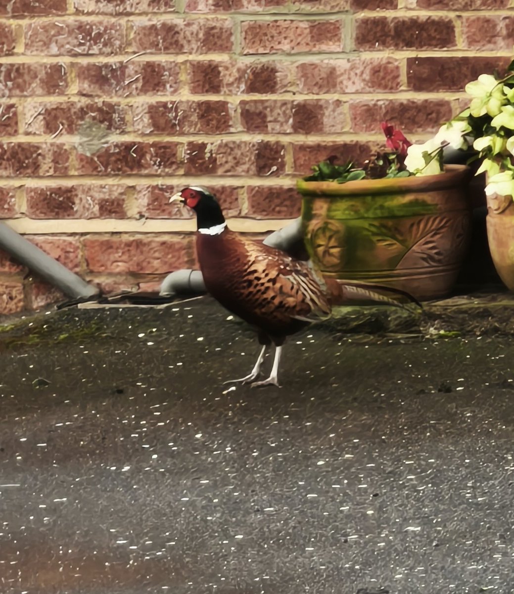 Nigel Thompson tweet media