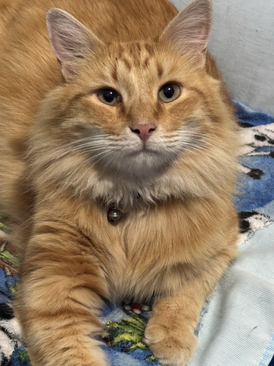 Alan Fernández tweet media