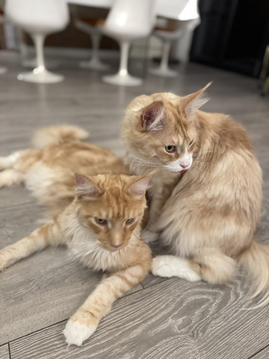 It’s #loveyourpetday so here’s some of ours😻😻😻😻😻