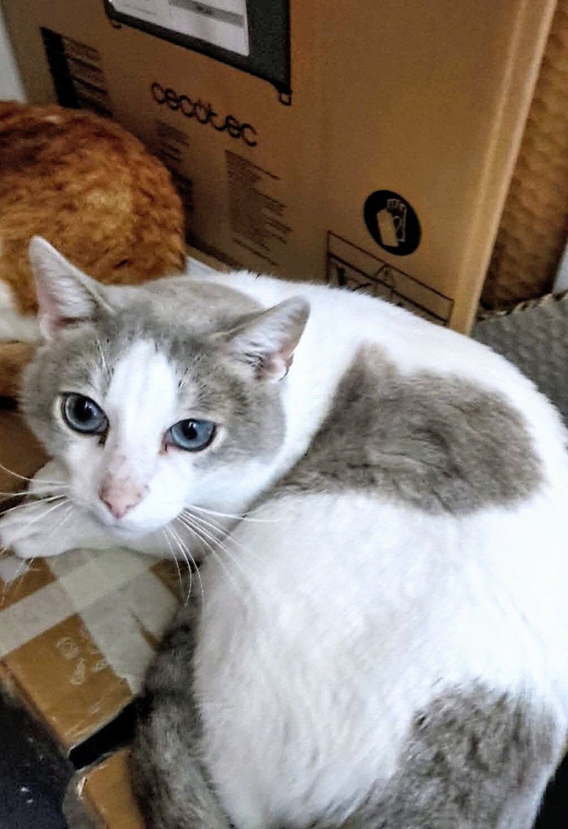 areagossosbdn's tweet image. 🆘 🆘¡¡ATENCIÓN!!🆘 🆘
2 gatos recogidos en el barri de #Bufala #Badalona, junto al parc de Can Barriga.
Estan bien cuidados, parecen perdidos.
Estan en Societat Protectora d'Animals de Mataró (SPAM)
Si los conoces ponte en contacto
📞 93 756 60 66
Máxima difusión
📣 📣 📣