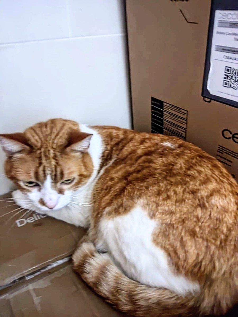 areagossosbdn's tweet image. 🆘 🆘¡¡ATENCIÓN!!🆘 🆘
2 gatos recogidos en el barri de #Bufala #Badalona, junto al parc de Can Barriga.
Estan bien cuidados, parecen perdidos.
Estan en Societat Protectora d'Animals de Mataró (SPAM)
Si los conoces ponte en contacto
📞 93 756 60 66
Máxima difusión
📣 📣 📣