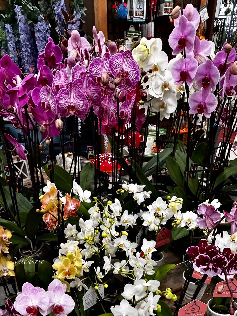 VijayEllaurie's tweet photo. Good Afternoon🕊️ Just orchids for today’s #FlowersOnFriday 🕊️ #orchids #orchidlovers #mothorchids #Phalaenopsis #orchidlove https://t.co/vyzUJuQGNV
