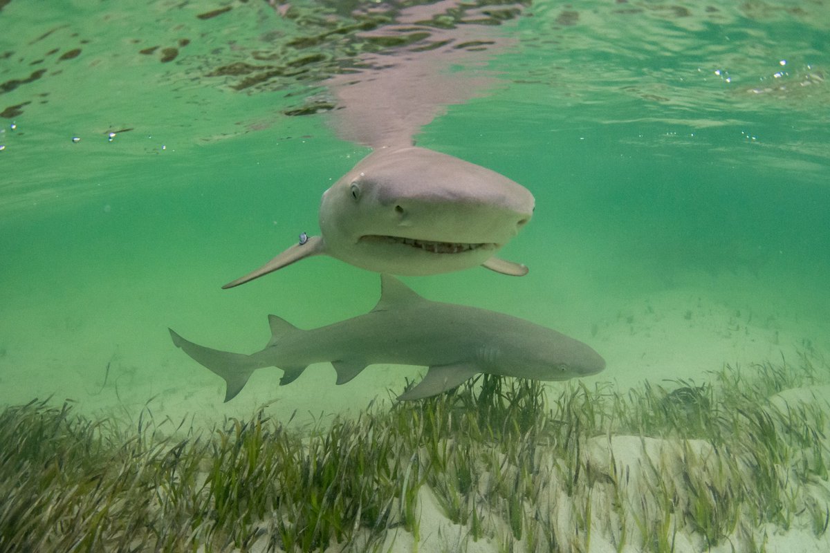 Saving the Blue tweet media