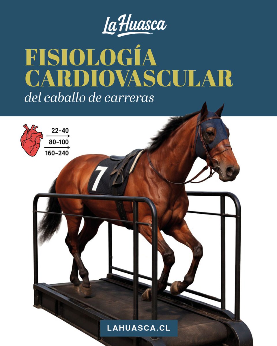 ElTurf.com tweet media