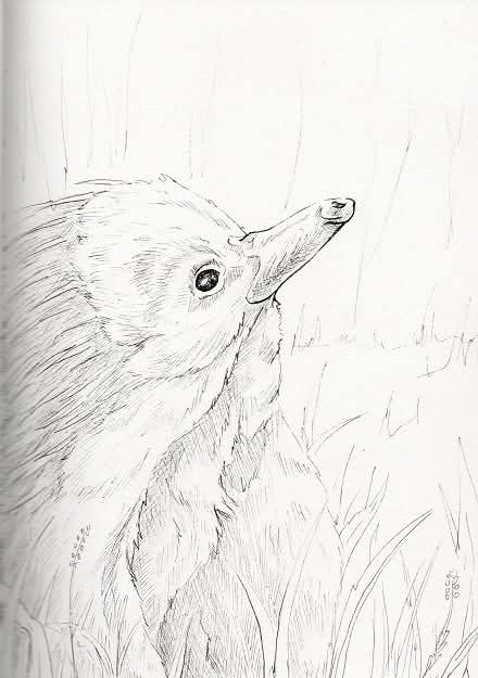 Today's Spirit Guide is Echidna!😄

One of the oldest mammals in the world, these carnivorous creatures are descended from an aquatic ancestor and once lived all over the world. Now living only in Australia and New Guinea. Spiritually, it represents knowledge and stability.

✨️