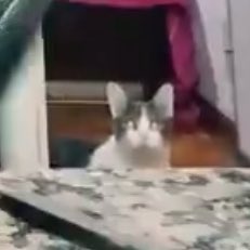 lorem ipsum tweet media