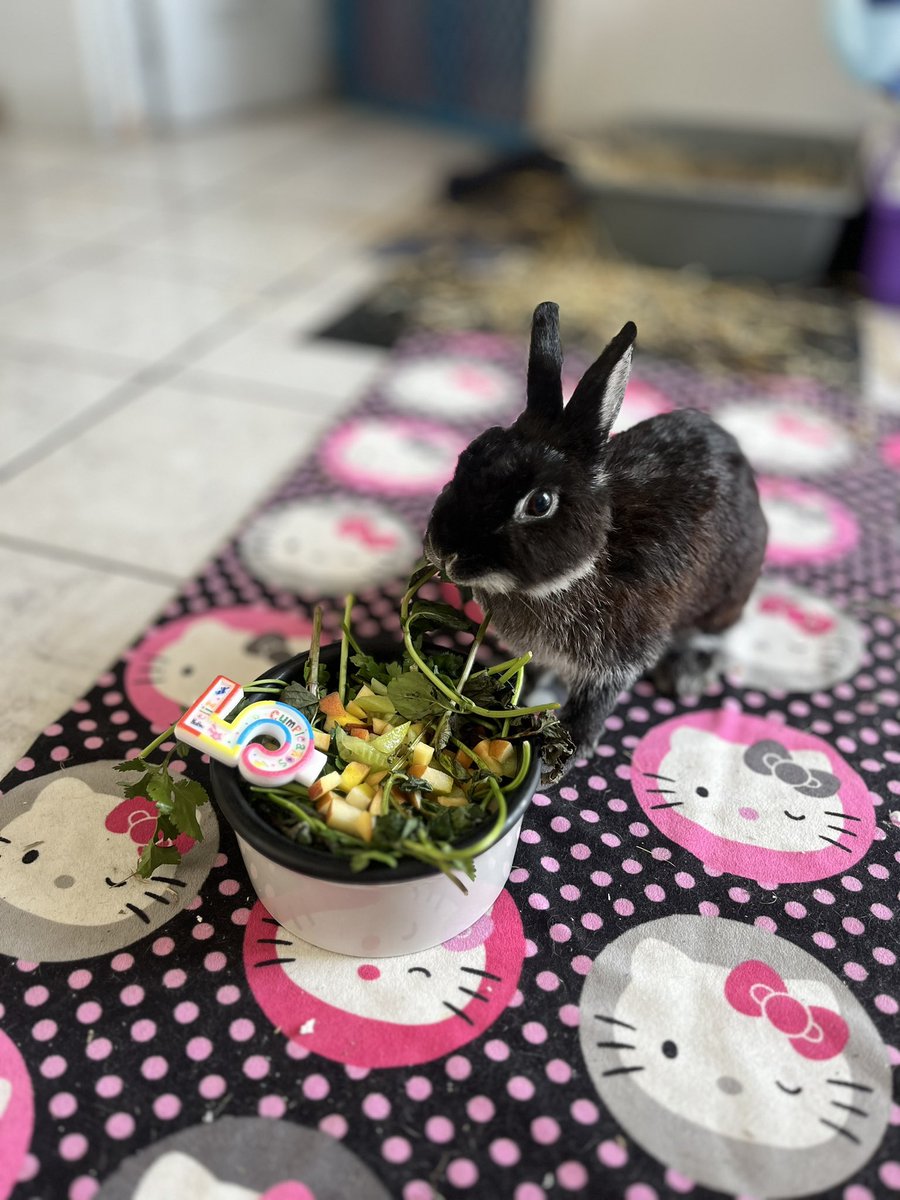 ¿Ya le dijeron Feliz cumpleaños a Remi? Hoy mi amorcito cumple 5 años de vivir acá en el apto.