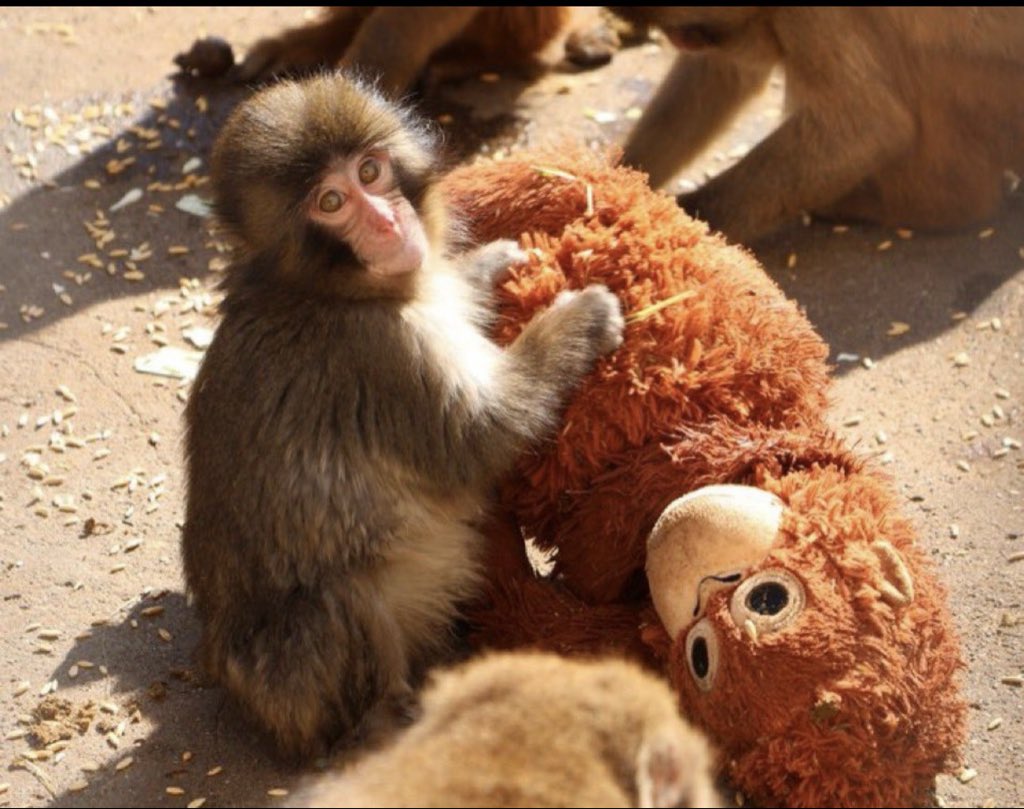 mazerunner419's tweet image. The community is growing, and the bonding curve is only 34K. We’re at 10K right now. Once we hit 15–20K, we’ll be visible on all interfaces from there, we bond. Hold tight.

COOKING......... $PUNCH $BABYPUNCH $ORANMAMA $ONSING