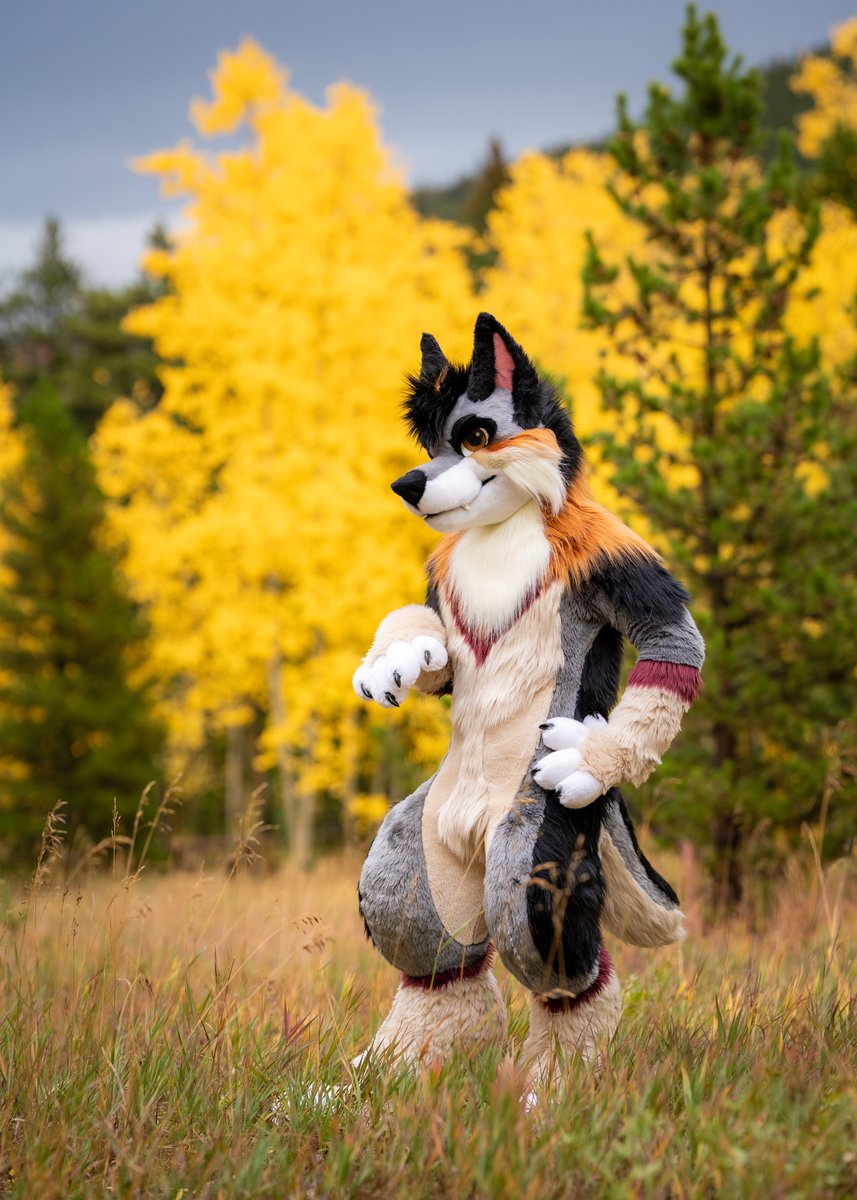 Harvest 🍁🍂 LVFC tweet media