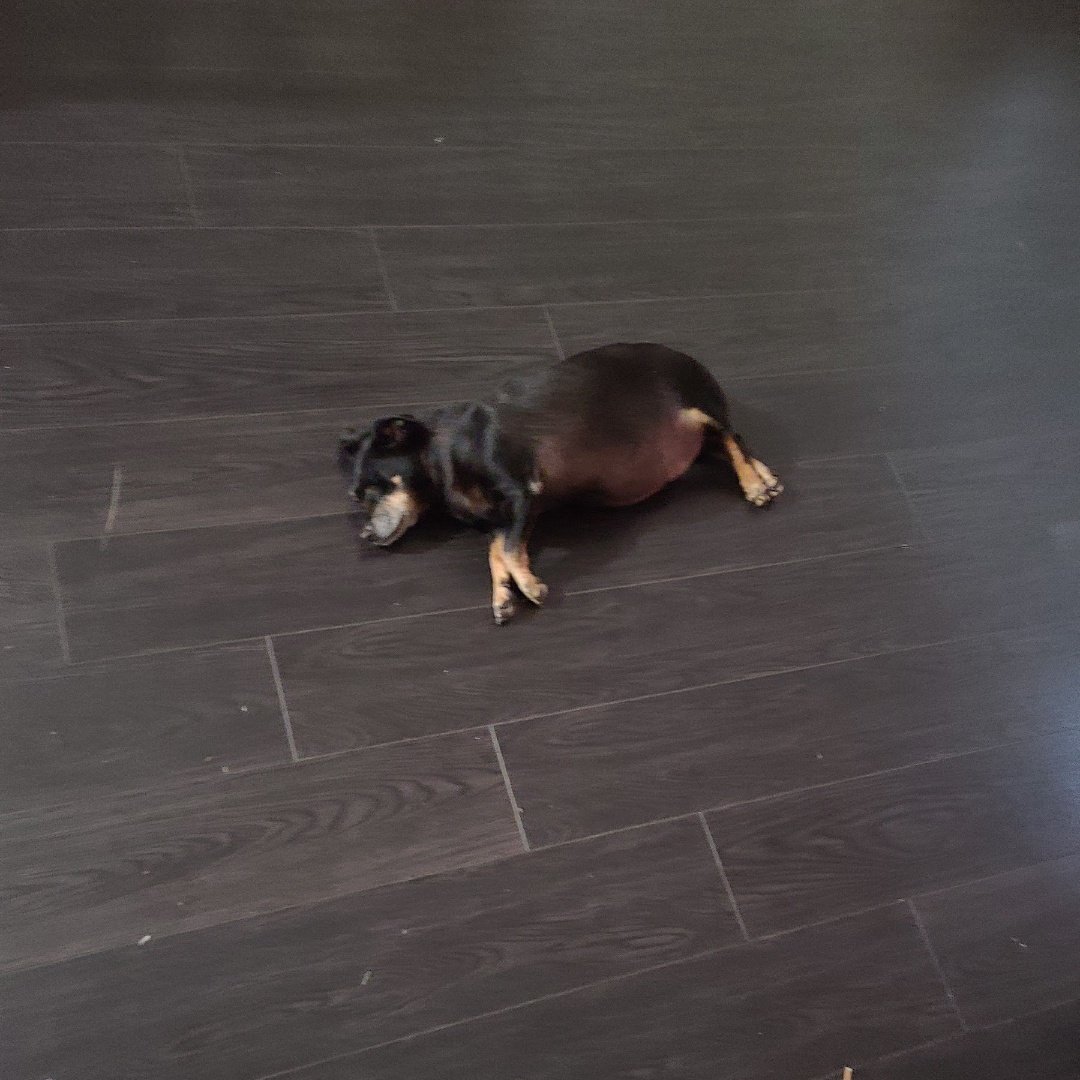 JCoronado__'s tweet photo. @Garrett_Watts Baby Beau! He was a Chi-weenie!Included are pics pre and post Cushing's Disease under control :) https://t.co/svSCK0g9j3