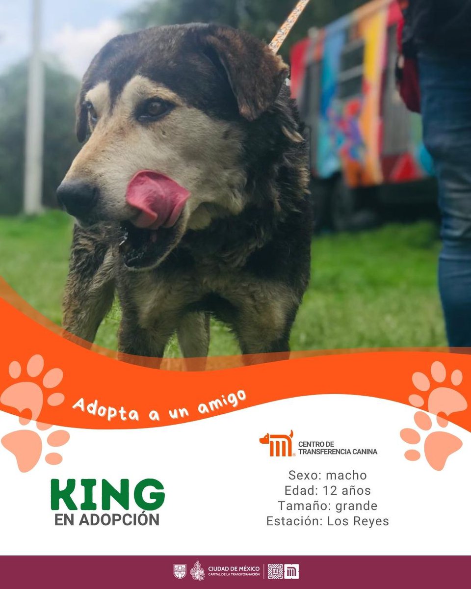 MetroCDMX's tweet photo. "King" está en busca de una familia, si deseas darle la oportunidad de ser adoptado comunícate con el @ctcdelmetro, vía e-mail a: ctc@metro.cdmx.gob.mx  
Consulta requisitos de adopción en 👉🏼 https://t.co/vy9M5dnTRh 🐾  #AdoptaNoCompres 🐶🏡 https://t.co/pBgllRPjyw