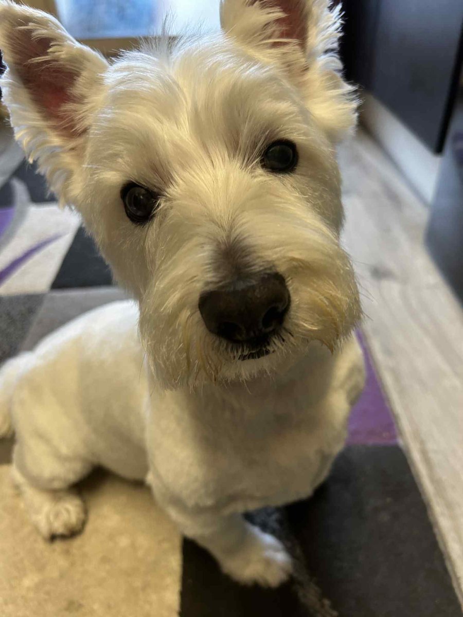 Beckyy_Thomas's tweet photo. #LoveYourPetDay 🐶 https://t.co/G2olRaxhxa