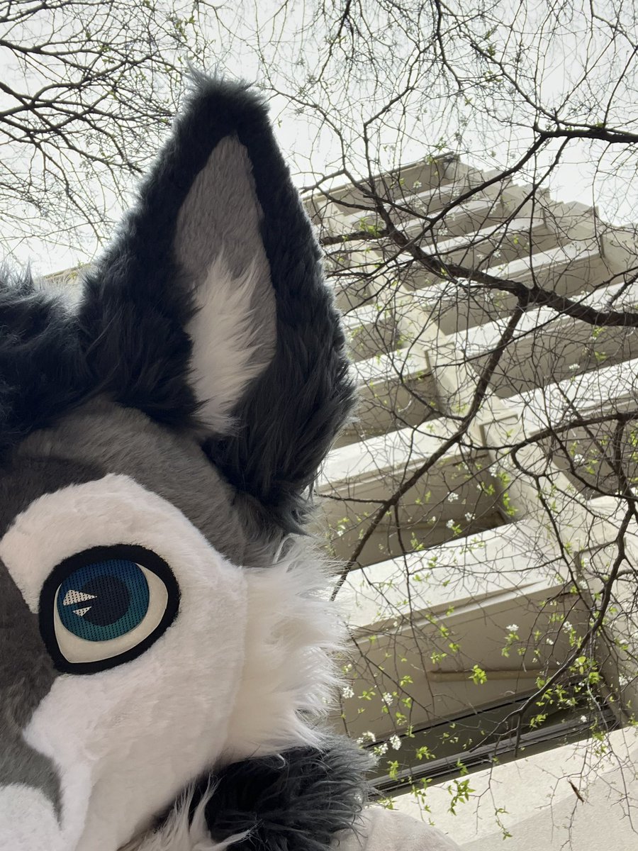 Rawrleigh Narf Cawoolina tweet media