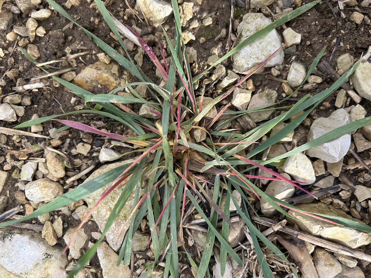 Emmanuel BONNIN tweet media