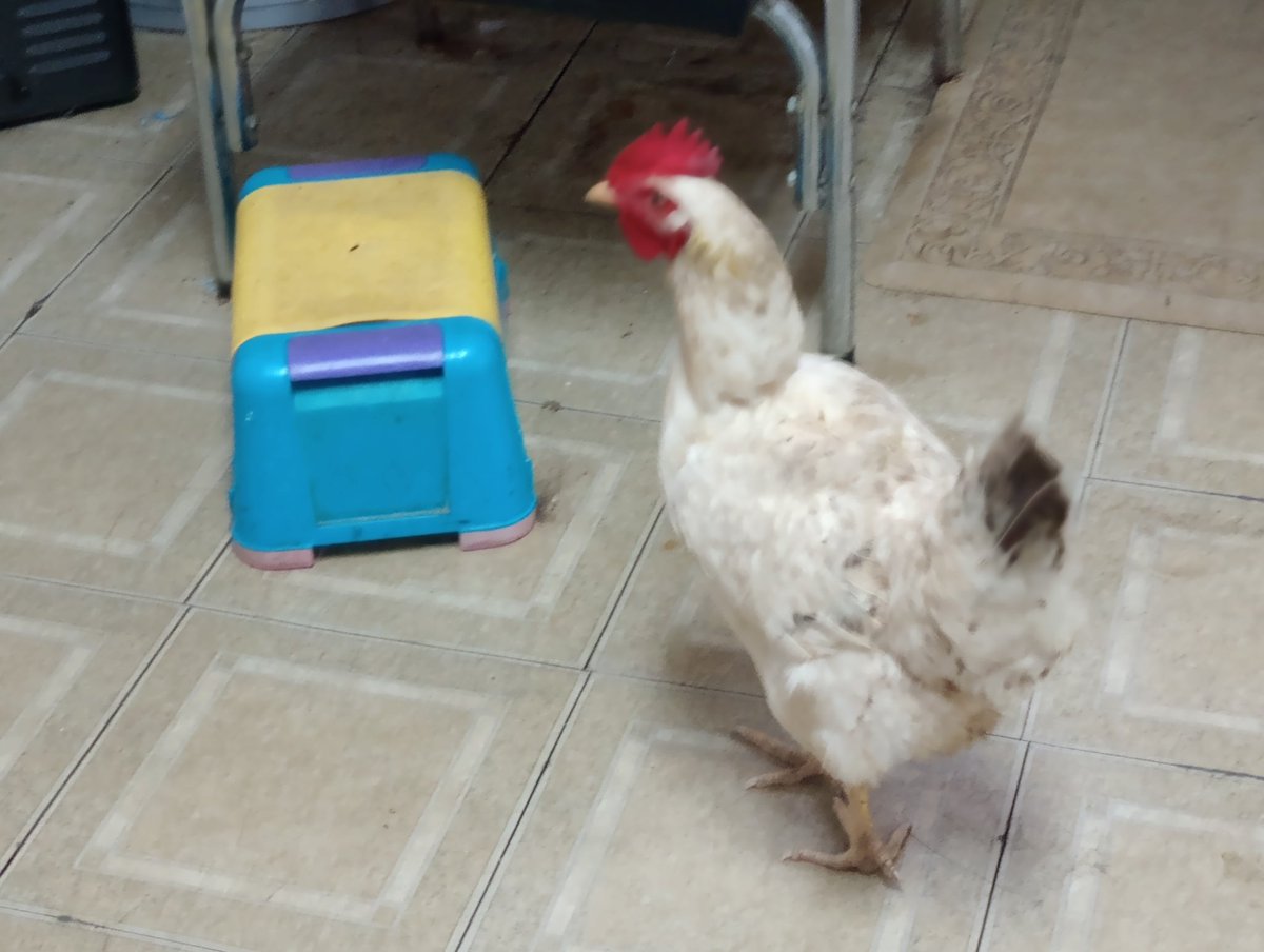 NebbyJelly's tweet photo. left my vtubing room to see this. y'all say hi to popcorn! https://t.co/mAeTvrCmFI
